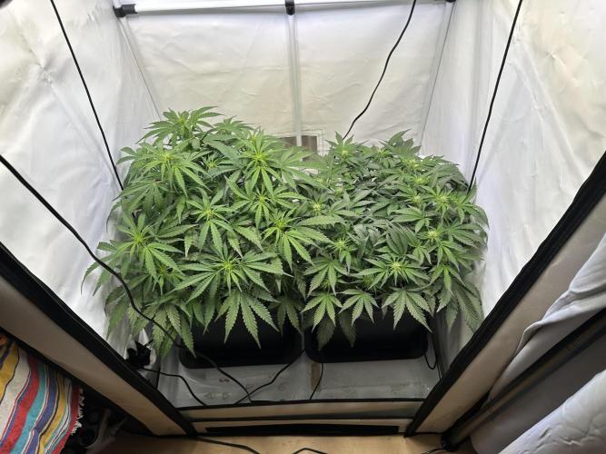 Gorilla Z FB420 X Green Gelato Auto RQS. Week 6