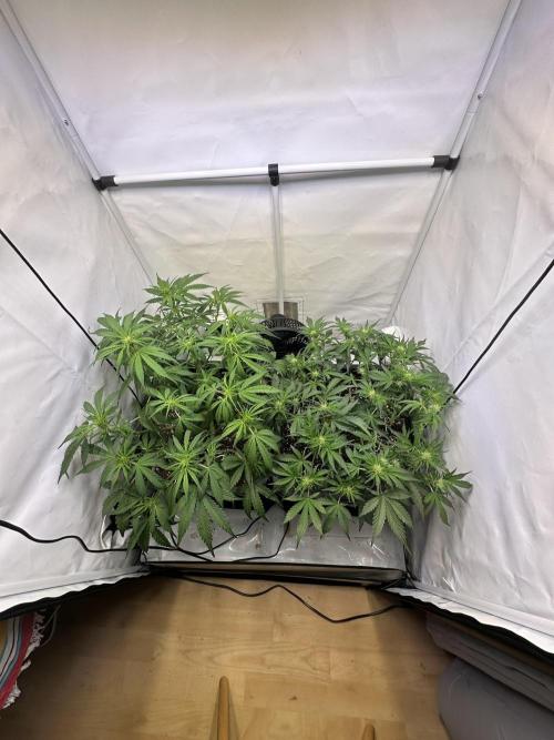 Gorilla Z FB420 X Green Gelato Auto RQS. Week 6