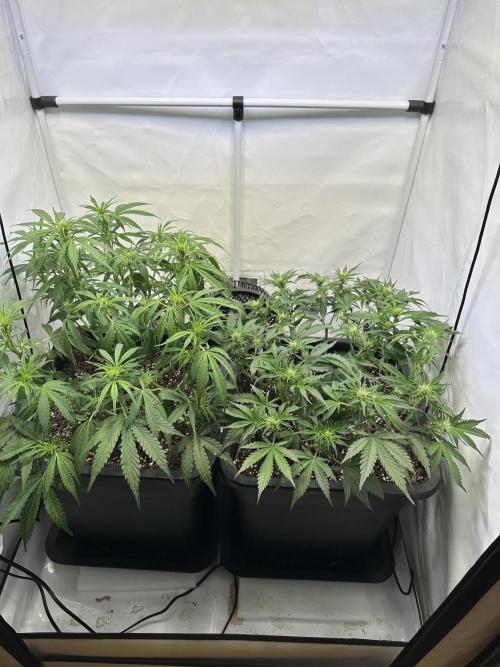 Gorilla Z FB420 X Green Gelato Auto RQS. Week 6