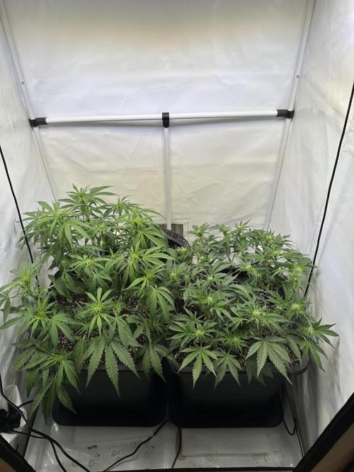 Gorilla Z FB420 X Green Gelato Auto RQS. Week 6