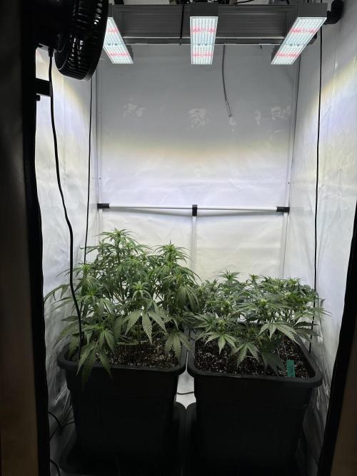 Gorilla Z FB420 X Green Gelato Auto RQS. Week 6