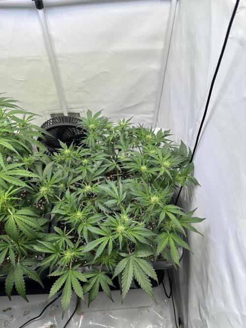 Gorilla Z FB420 X Green Gelato Auto RQS. Week 6