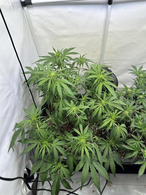 Gorilla Z FB420 X Green Gelato Auto RQS. Week 6