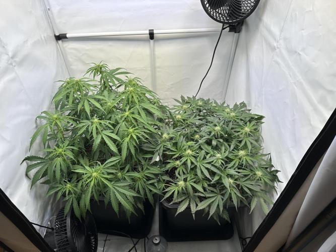 Gorilla Z FB420 X Green Gelato Auto RQS. Week 7