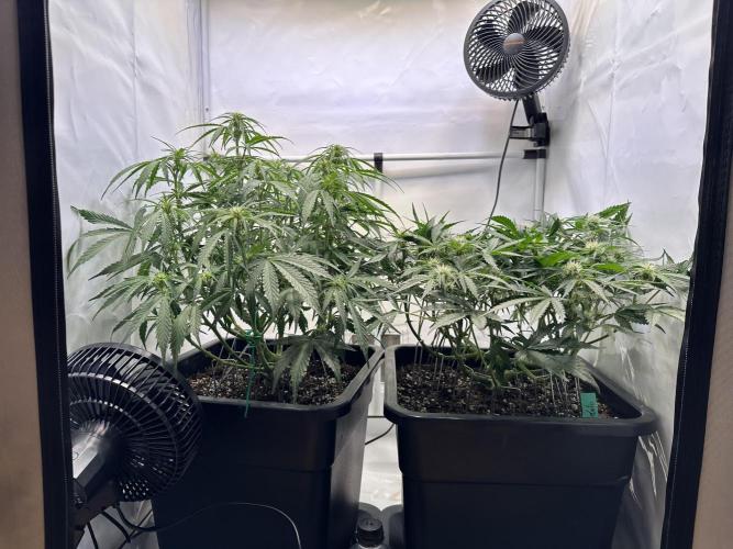 Gorilla Z FB420 X Green Gelato Auto RQS. Week 7