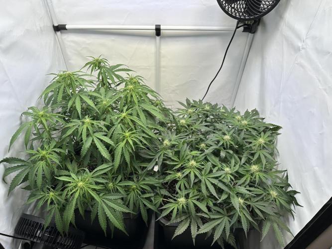 Gorilla Z FB420 X Green Gelato Auto RQS. Week 7