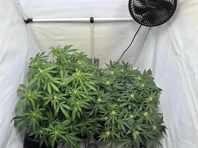 Gorilla Z FB420 X Green Gelato Auto RQS. Week 7