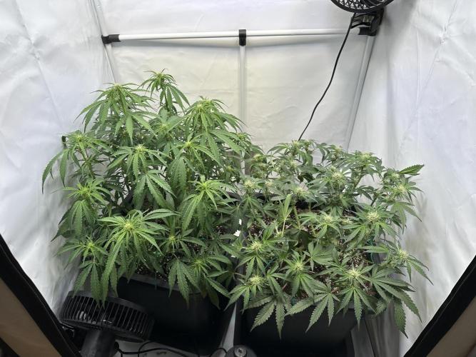 Gorilla Z FB420 X Green Gelato Auto RQS. Week 7