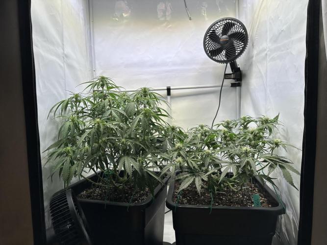 Gorilla Z FB420 X Green Gelato Auto RQS. Week 7