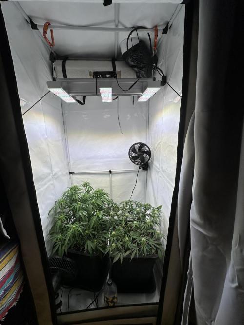 Gorilla Z FB420 X Green Gelato Auto RQS. Week 7