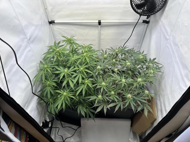 Gorilla Z FB420 X Green Gelato Auto RQS. Week 7