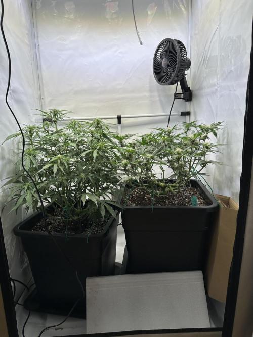 Gorilla Z FB420 X Green Gelato Auto RQS. Week 7