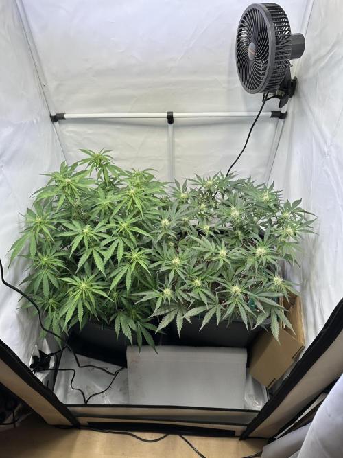 Gorilla Z FB420 X Green Gelato Auto RQS. Week 7