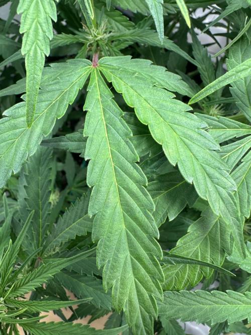 Gorilla Z FB420 X Green Gelato Auto RQS. Week 7 - Weiß jemand woher die gelben Blattadern kommen und was man dagegen tun kann?