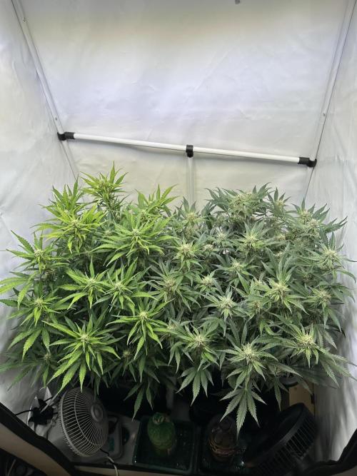 Gorilla Z FB420 X Green Gelato Auto RQS. Week 8