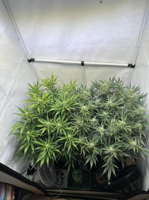 Gorilla Z FB420 X Green Gelato Auto RQS. Week 8