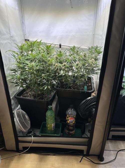 Gorilla Z FB420 X Green Gelato Auto RQS. Week 8