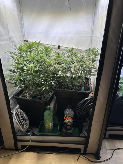 Gorilla Z FB420 X Green Gelato Auto RQS. Week 8