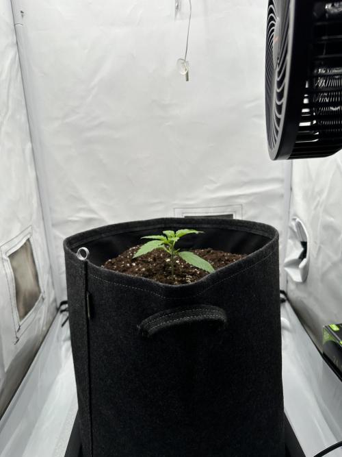 Gorilla Cookies 420FB. Week 2