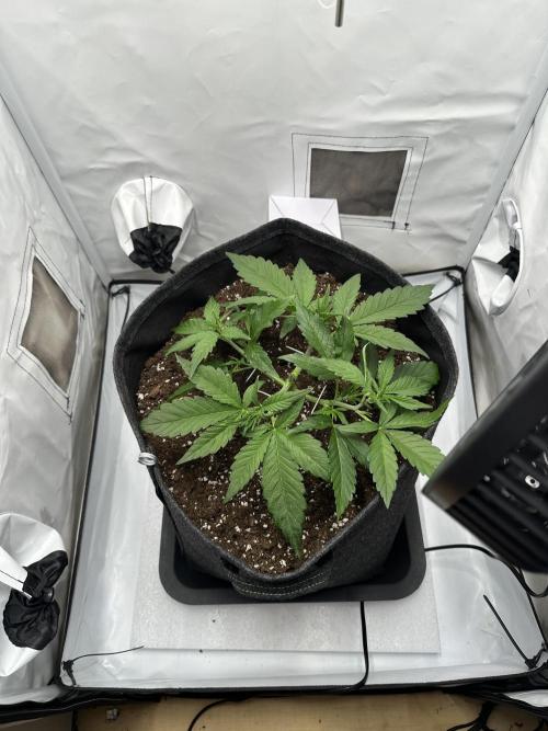 Gorilla Cookies 420FB. Week 4