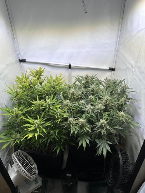 Gorilla Z FB420 X Green Gelato Auto RQS. Week 9