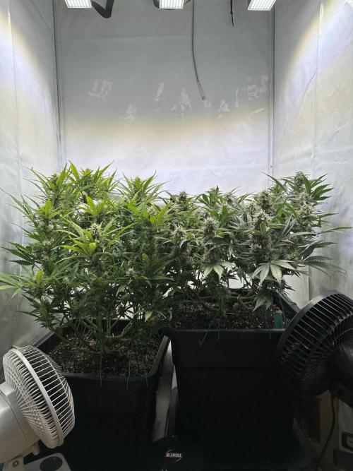 Gorilla Z FB420 X Green Gelato Auto RQS. Week 9