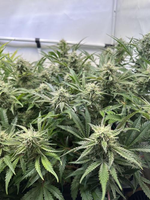 Gorilla Z FB420 X Green Gelato Auto RQS. Week 9