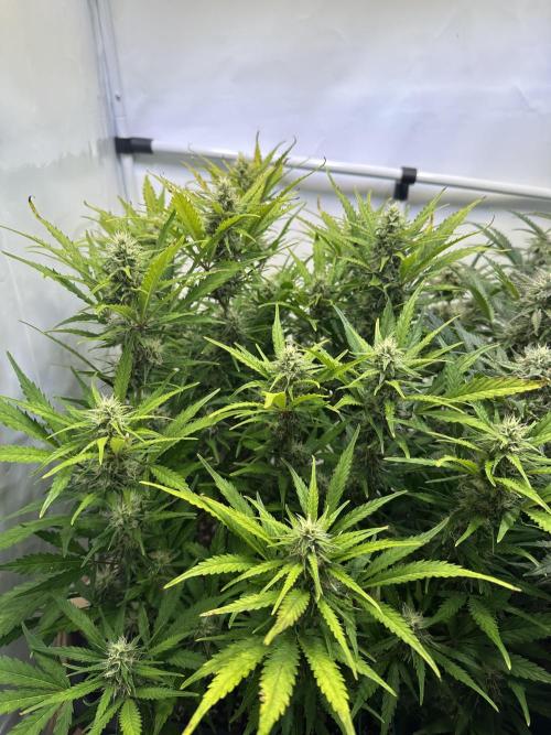 Gorilla Z FB420 X Green Gelato Auto RQS. Week 9