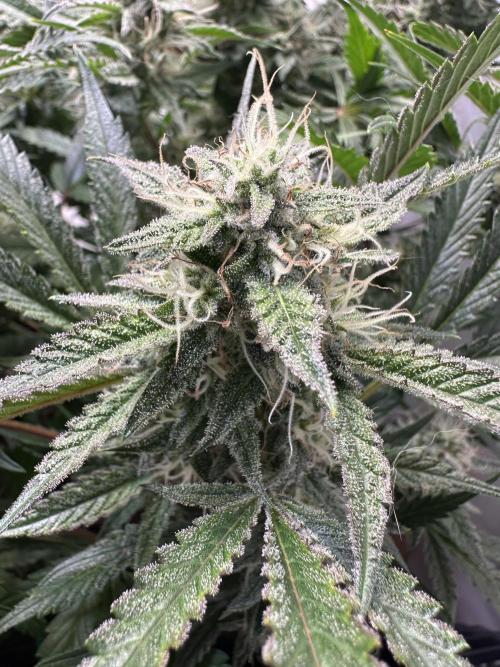 Gorilla Z FB420 X Green Gelato Auto RQS. Week 9