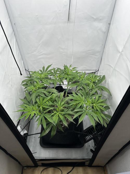 Gorilla Cookies 420FB. Week 6