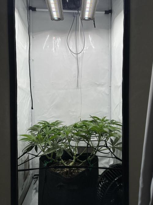 Gorilla Cookies 420FB. Week 6