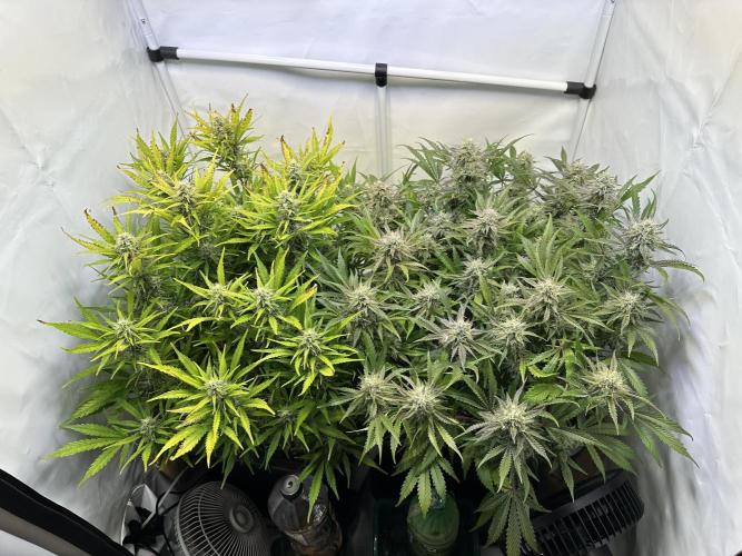 Gorilla Z FB420 X Green Gelato Auto RQS. Week 10