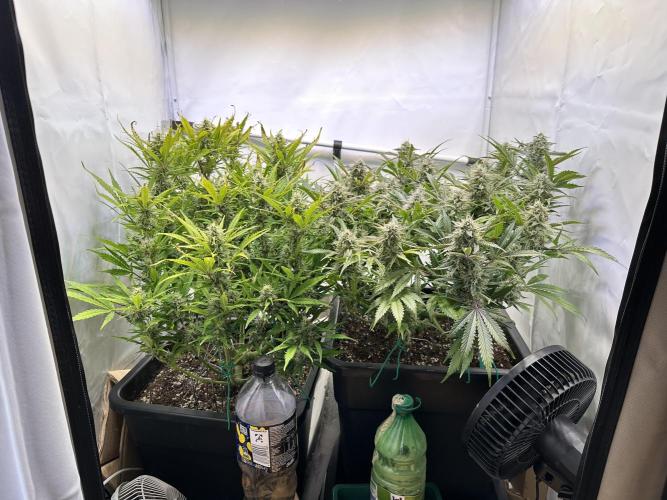 Gorilla Z FB420 X Green Gelato Auto RQS. Week 10