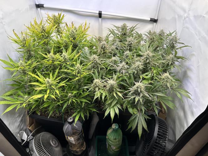 Gorilla Z FB420 X Green Gelato Auto RQS. Week 10