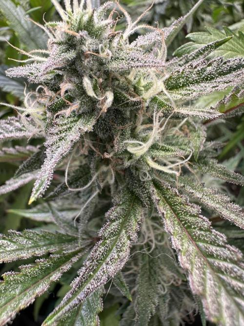 Gorilla Z FB420 X Green Gelato Auto RQS. Week 10