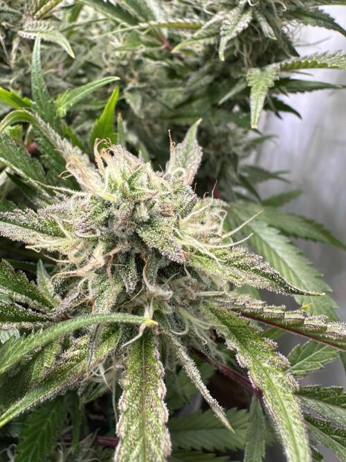 Gorilla Z FB420 X Green Gelato Auto RQS. Week 10