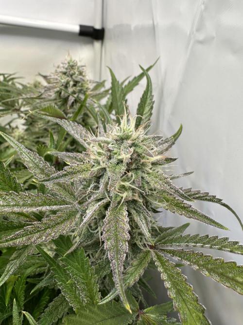 Gorilla Z FB420 X Green Gelato Auto RQS. Week 10