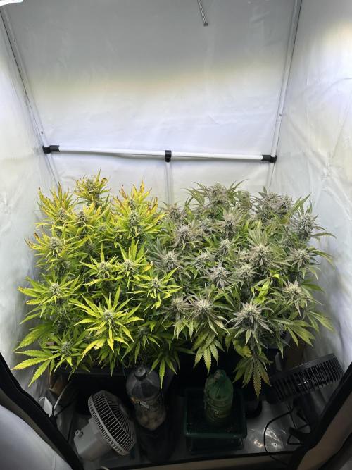 Gorilla Z FB420 X Green Gelato Auto RQS. Week 10