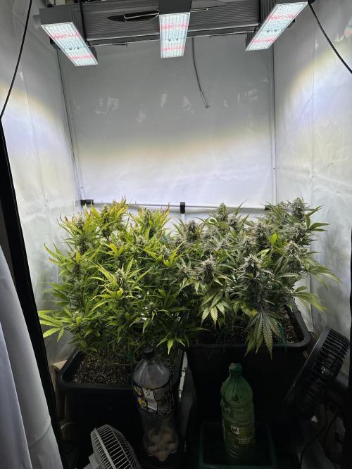 Gorilla Z FB420 X Green Gelato Auto RQS. Week 10