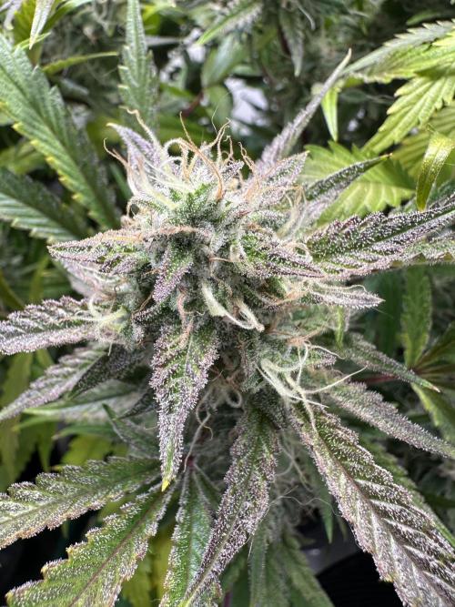 Gorilla Z FB420 X Green Gelato Auto RQS. Week 10