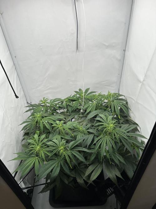 Gorilla Cookies 420FB. Week 7