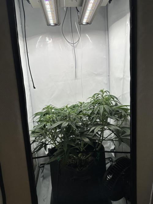 Gorilla Cookies 420FB. Week 7