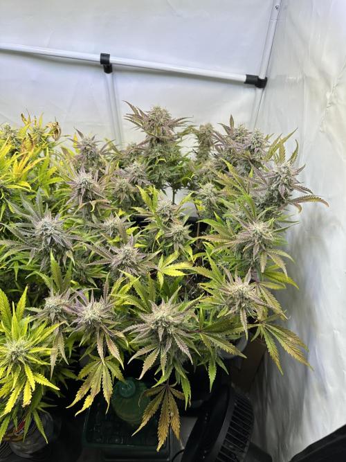 Gorilla Z FB420 X Green Gelato Auto RQS. Week 11