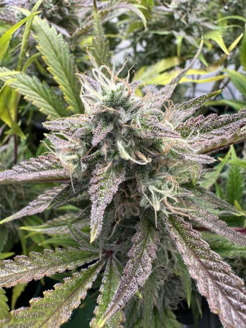 Gorilla Z FB420 X Green Gelato Auto RQS. Week 11