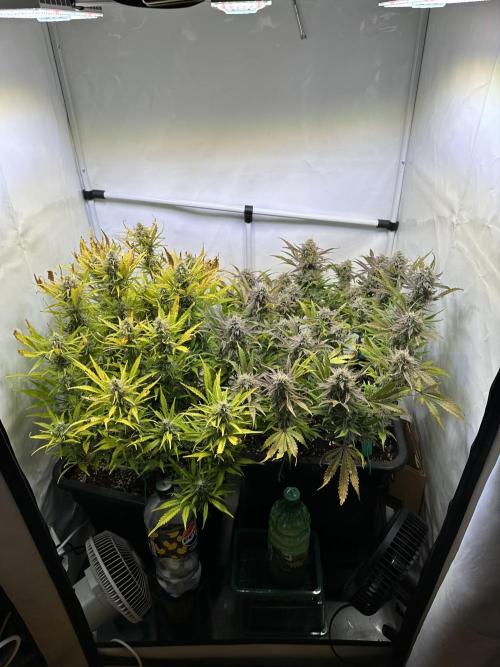 Gorilla Z FB420 X Green Gelato Auto RQS. Week 11