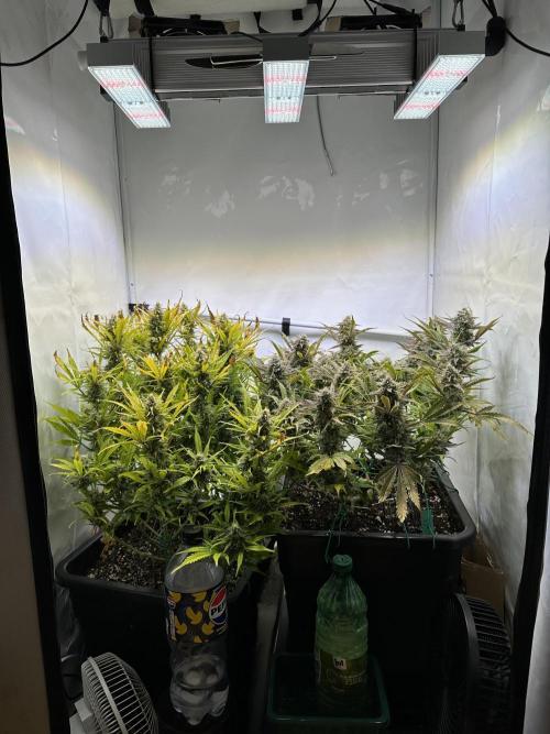 Gorilla Z FB420 X Green Gelato Auto RQS. Week 11