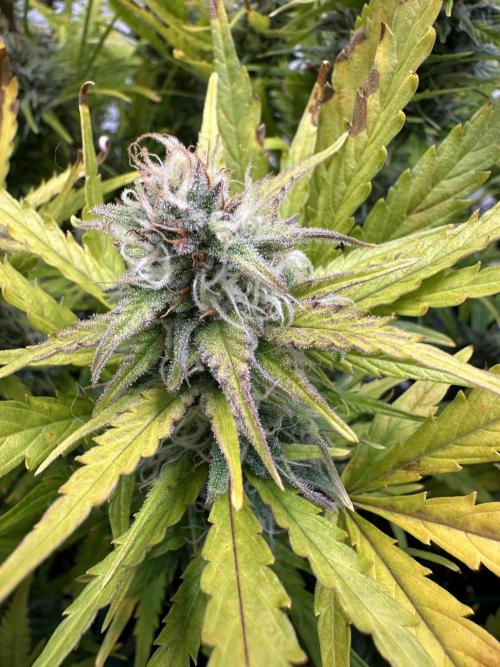 Gorilla Z FB420 X Green Gelato Auto RQS. Week 11