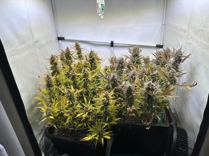 Gorilla Z FB420 X Green Gelato Auto RQS. Week 12