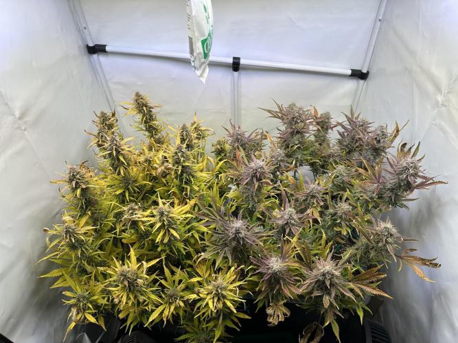 Gorilla Z FB420 X Green Gelato Auto RQS. Week 12