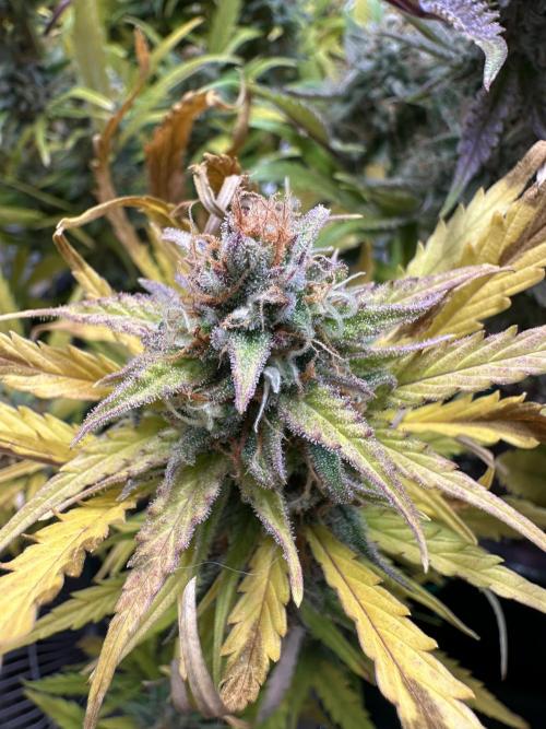 Gorilla Z FB420 X Green Gelato Auto RQS. Week 12